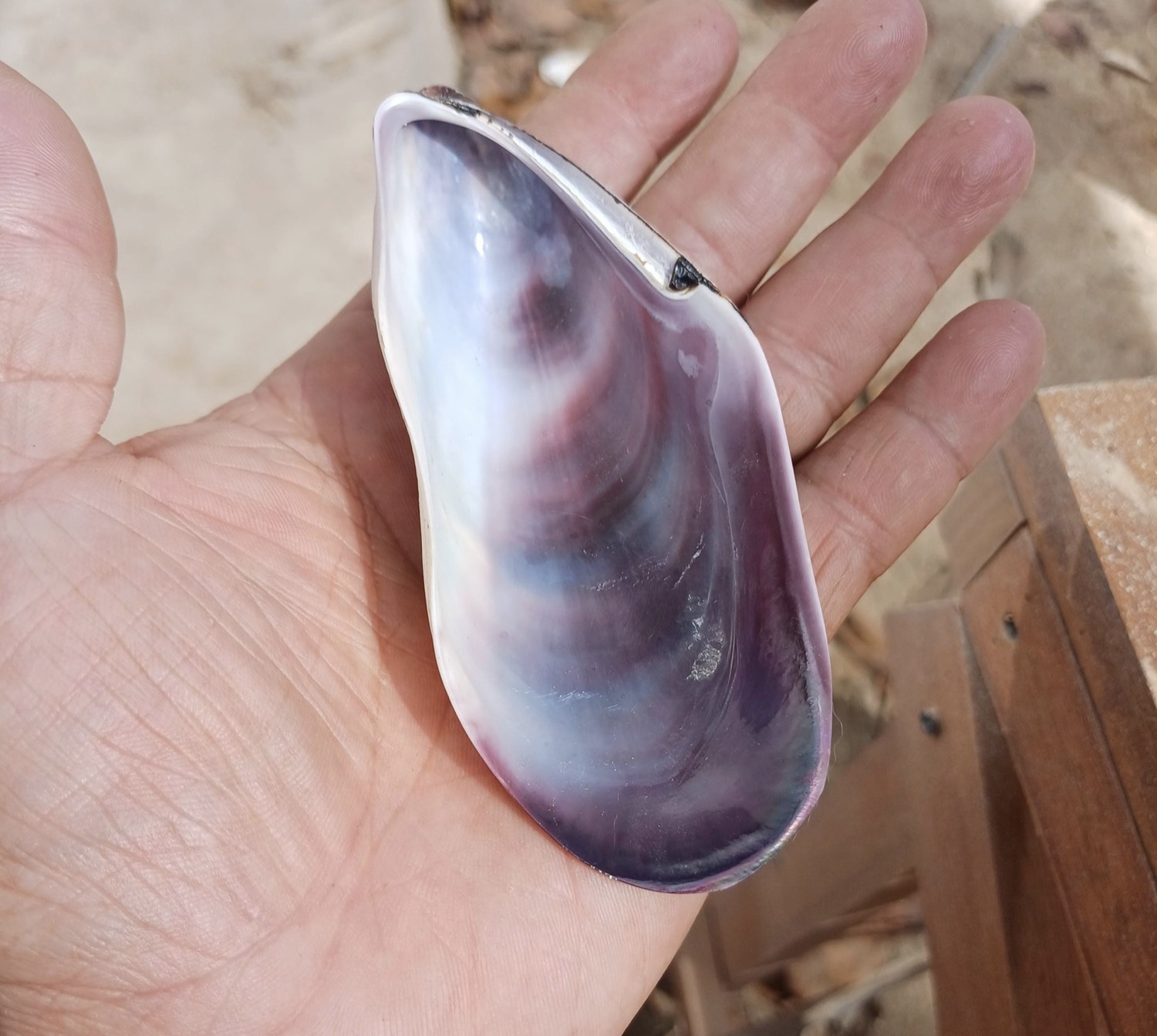 Colgante de concha de abulón con borde de plata